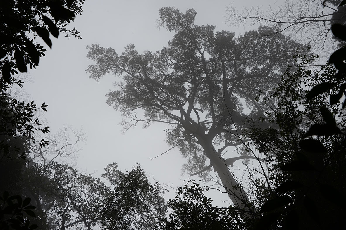 yakushima