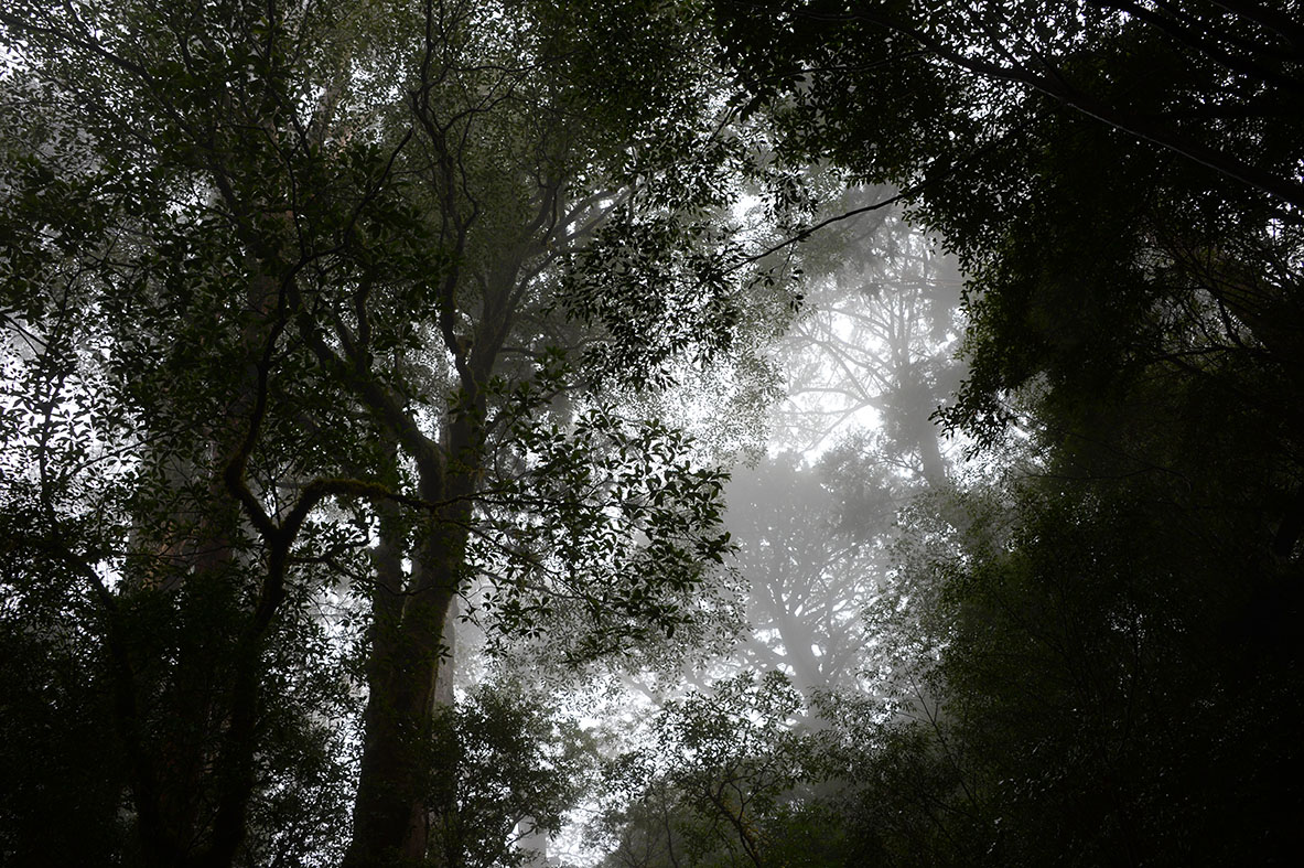 yakushima