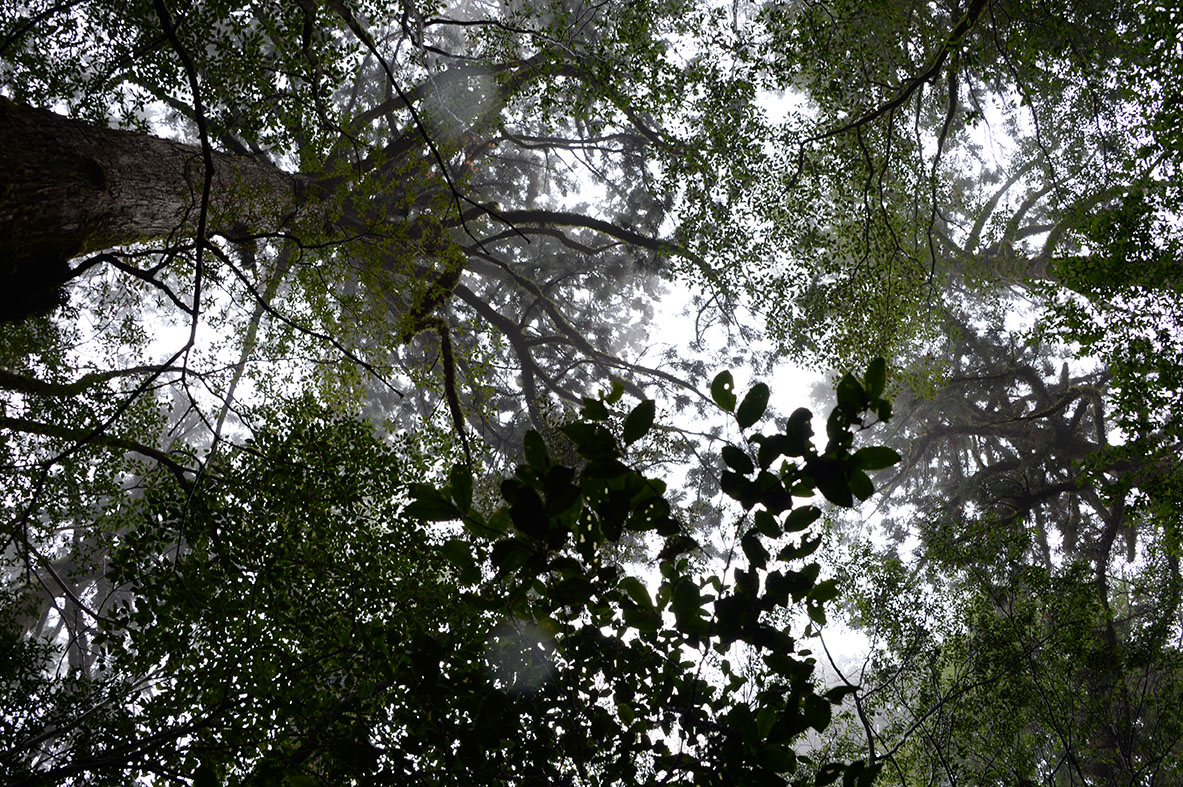 yakushima